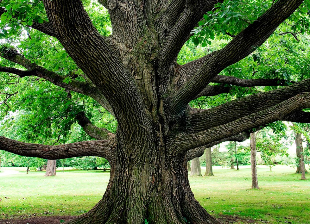 Career-Path-Like-Climbing-Tree